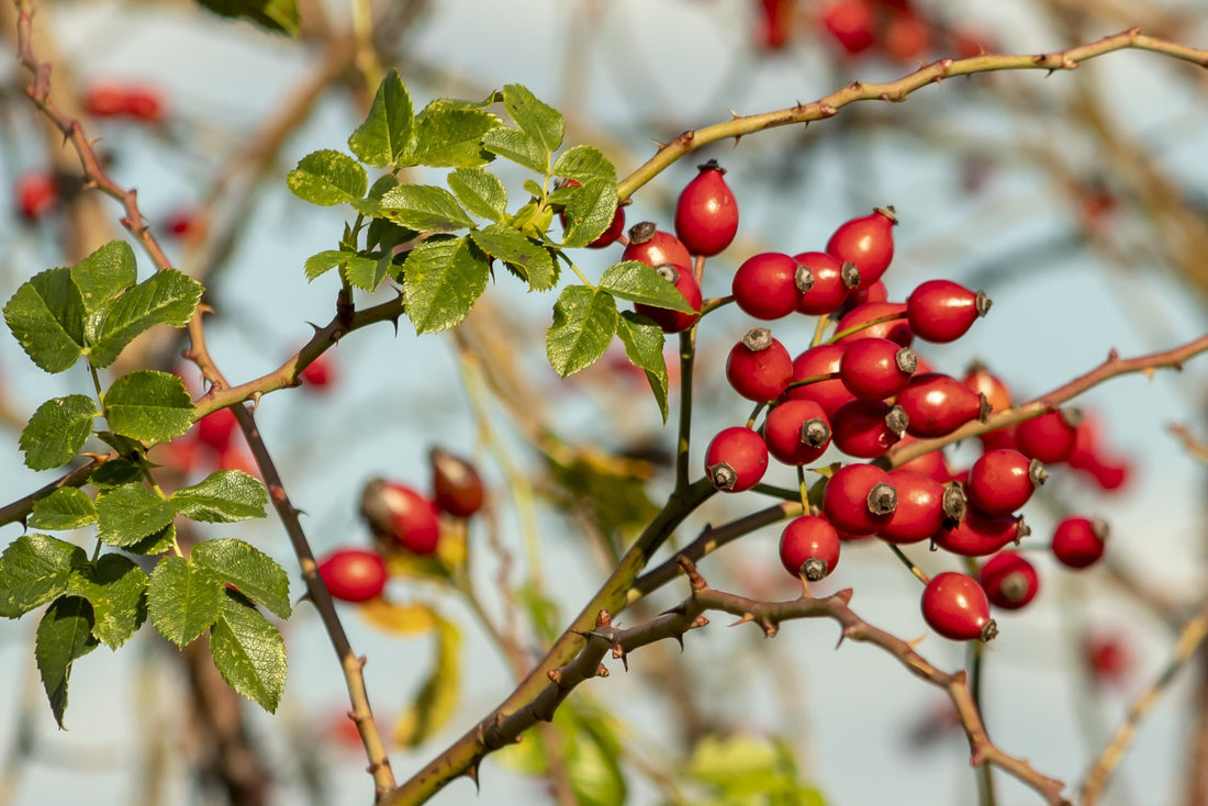 Stop and Sell the Roses: The Top Benefits of Rosehip Seed Oil for Skin